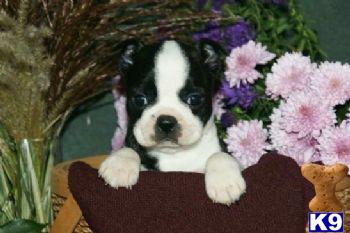 Barbie - Boston Terrier Female